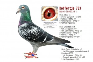 Doffertje 733