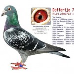 Doffertje 733